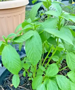 Molokhia Egyptian Spinach Seeds - Rau Day, Saluyot Heirloom, Non-GMO (2000+ Seeds) - Vegetable Seeds - Image 2