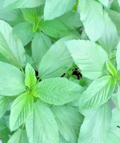 Molokhia Egyptian Spinach Seeds - Rau Day, Saluyot - Heirloom, Non-GMO - 1000+ Seeds - Easy to Grow Vegetable - Image 3