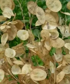Money Plant Seeds (Lunaria Biennis) - 50+ Biennial Flower Seeds for Garden - Outdoor - Image 1