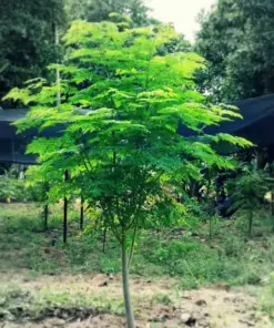 Moringa Oleifera Seeds - 35+ Non-GMO Fast Growing Tree Seeds for Planting - Indoor/Outdoor USA - Image 1