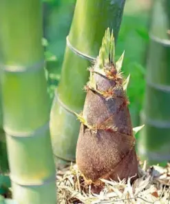 Moso King Bamboo Seeds - Giant Phyllostachys edulis - 60+ Seeds - Fast Growing Perennial - Indoor/Outdoor - Image 2