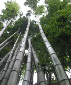 Moso King Bamboo Seeds - Giant Phyllostachys edulis - 60+ Seeds - Fast Growing Perennial - Indoor/Outdoor - Image 3
