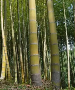 Moso King Bamboo Seeds - Giant Phyllostachys edulis - 60+ Seeds - Fast Growing Perennial - Indoor/Outdoor - Image 1