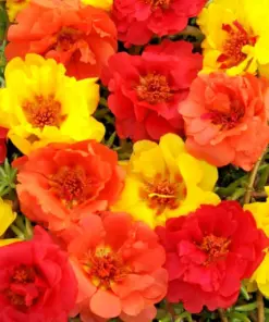 Moss Rose Purslane Seeds - Portulaca Grandiflora Succulent - Flowering Plant - 3500+ Seeds - Indoor/Outdoor - Image 2