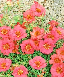 Moss Rose Purslane Seeds - Portulaca Grandiflora Succulent - Flowering Plant - 3500+ Seeds - Indoor/Outdoor - Image 3