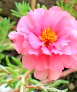 Moss Rose Purslane Seeds - Portulaca Grandiflora Succulent - Flowering Plant - 3500+ Seeds - Indoor/Outdoor - Image 4