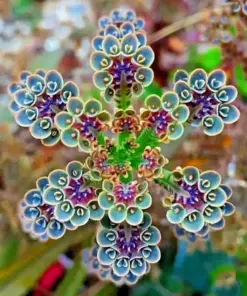 Mother of Millions (Kalanchoe tubiflora) Drought Tolerant Plant Seeds - 25 Seeds - Indoor/Outdoor - Image 1