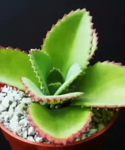 Mother of Thousands Succulent Seeds - Kalanchoe daigremontiana - 25 Seeds - Indoor/Outdoor - Image 3