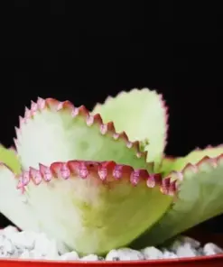 Mother of Thousands Succulent Seeds - Kalanchoe daigremontiana - 25 Seeds - Indoor/Outdoor - Image 4