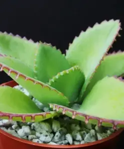 Mother of Thousands Succulent Seeds - Kalanchoe daigremontiana - 25 Seeds - Indoor/Outdoor - Image 1