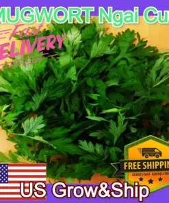 Mugwort Artemisia Argyi Live Plant - Ngai Cuu Yomogi Silvery Wormwood - Indoor/Outdoor - Seedling - Image 10