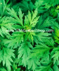 Mugwort Artemisia Argyi Live Plant - Ngai Cuu Yomogi Silvery Wormwood - Indoor/Outdoor - Seedling - Image 2