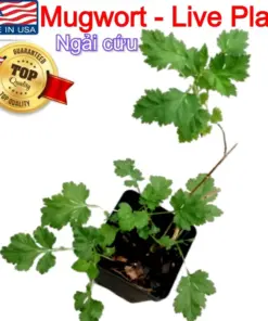 Mugwort Artemisia Argyi Live Plant - Ngai Cuu Yomogi Silvery Wormwood - Indoor/Outdoor - Seedling - Image 3