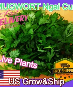 Mugwort Artemisia Argyi Live Plant - Ngai Cuu Yomogi Silvery Wormwood - Indoor/Outdoor - Seedling - Image 4