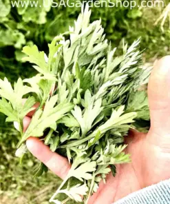 Mugwort Artemisia Argyi Live Plant - Ngai Cuu Yomogi Silvery Wormwood - Indoor/Outdoor - Seedling - Image 5