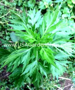 Mugwort Artemisia Argyi Live Plant - Ngai Cuu Yomogi Silvery Wormwood - Indoor/Outdoor - Seedling - Image 6