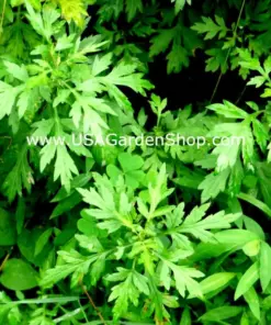 Mugwort Artemisia Argyi Live Plant - Ngai Cuu Yomogi Silvery Wormwood - Indoor/Outdoor - Seedling - Image 7
