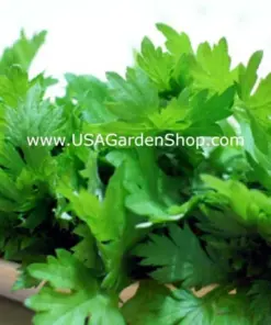 Mugwort Artemisia Argyi Live Plant - Ngai Cuu Yomogi Silvery Wormwood - Indoor/Outdoor - Seedling - Image 8