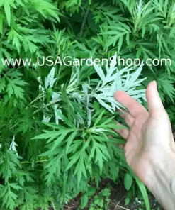 Mugwort Artemisia Argyi Live Plant - Ngai Cuu Yomogi Silvery Wormwood - Indoor/Outdoor - Seedling - Image 9