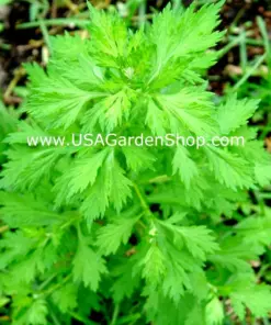 Mugwort Artemisia Argyi Live Plant - Ngai Cuu Yomogi Silvery Wormwood - Indoor/Outdoor - Seedling - Image 1
