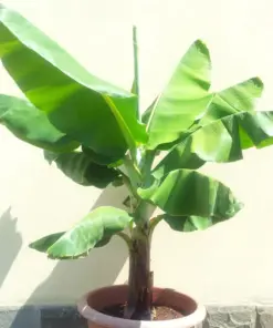 Musa 'Dwarf Cavendish' Banana Seeds - Dwarf Banana Tree Seeds for Bonsai - 10 Count - Indoor/Outdoor - Image 2