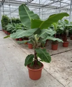 Musa 'Dwarf Cavendish' Banana Seeds - Dwarf Banana Tree Seeds for Bonsai - 10 Count - Indoor/Outdoor - Image 3