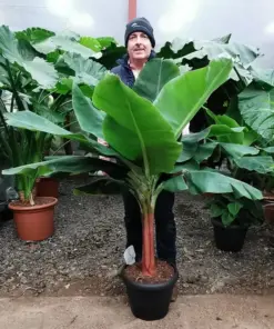 Musa 'Dwarf Cavendish' Banana Seeds - Dwarf Banana Tree Seeds for Bonsai - 10 Count - Indoor/Outdoor - Image 1