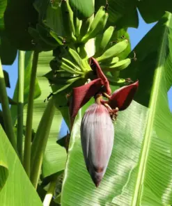 Musa 'Gran Nain' Banana Tree Seeds - 10 Pcs - Fast Growing, Sweet Bananas - Indoor/Outdoor - Image 3