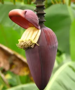 Musa 'Gran Nain' Banana Tree Seeds - 10 Pcs - Fast Growing, Sweet Bananas - Indoor/Outdoor - Image 4