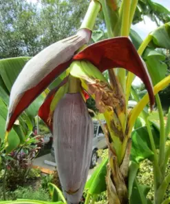 Musa 'Gran Nain' Banana Tree Seeds - 10 Pcs - Fast Growing, Sweet Bananas - Indoor/Outdoor - Image 1