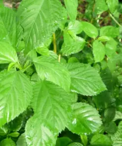 Nalta Jute Seeds - Saluyot Molokhia Egyptian Spinach Rau Day - 350+ Seeds - Indoor/Outdoor - Image 1