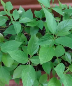 Nalta Jute Seeds - Saluyot Molokhia Egyptian Spinach Rau Day - 350+ Seeds - Indoor/Outdoor - Image 5