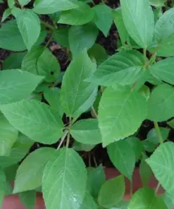 Nalta Jute Seeds - Saluyot Molokhia Egyptian Spinach Rau Day - 350+ Seeds - Indoor/Outdoor - Image 6