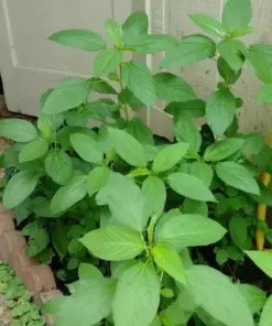 Nalta Jute Seeds - Saluyot Molokhia Egyptian Spinach Rau Day - 350+ Seeds - Indoor/Outdoor - Image 7