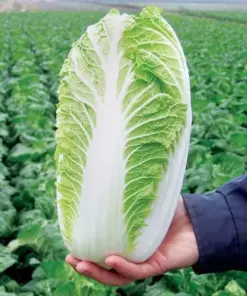 Napa Cabbage Michihili Seeds - 500+ Count, Non-GMO Chinese Cabbage Seeds, Easy Grow Outdoor - Image 1