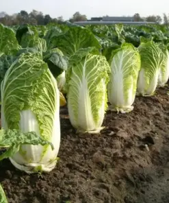 Napa Michihili Cabbage Seeds - Non-GMO, Flavorful, USA Grown - 50+ Seeds - Outdoor - Image 2