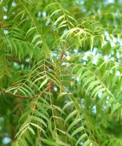 Neem Tree Plant & Seeds - Azadirachta indica - Non-GMO - Indoor/Outdoor - Image 2
