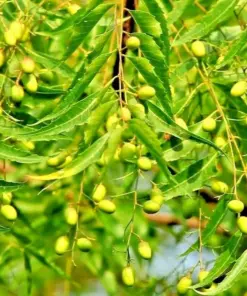 Neem Tree Seeds - Azadirachta Indica Non-GMO - 500+ Count - Indoor/Outdoor - Image 1