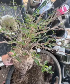 Operculicarya Pachypus Seeds - Rare Succulent Bonsai Plant Seeds - 5 Seeds - Fast Grow - Indoor/Outdoor - Image 1