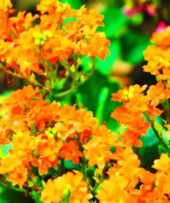 Orange Alyssum Seeds - Sweet Carpet Flower - Brassicaceae - Perennial - Easy to Grow - Image 2