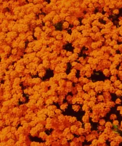 Orange Alyssum Seeds - Sweet Carpet Flower - Brassicaceae - Perennial - Easy to Grow - Image 3