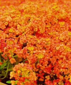 Orange Alyssum Seeds - Sweet Carpet Flower - Brassicaceae - Perennial - Easy to Grow - Image 1