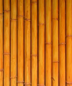 Orange Bamboo Seeds - Clumping Privacy Screen - 50 Seeds - Exotic - Image 2