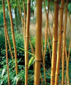Orange Bamboo Seeds - Clumping Privacy Screen - 50 Seeds - Exotic - Image 3