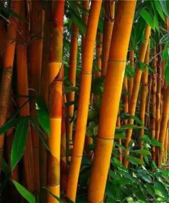 Orange Bamboo Seeds - Clumping Privacy Screen - 50 Seeds - Exotic - Image 1
