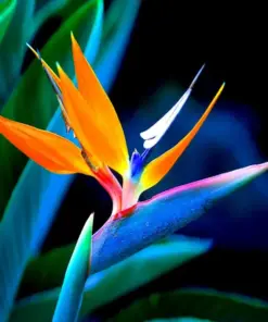 Orange Bird of Paradise Seeds - Strelitzia reginae - Tropical Crane Flower - 10 Seeds - Indoor & Outdoor - Image 3