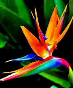 Orange Bird of Paradise Seeds - Strelitzia reginae - Tropical Crane Flower - 10 Seeds - Indoor & Outdoor - Image 1