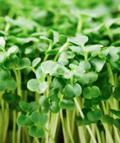 Organic Broccoli Microgreen Seeds - Heirloom, Non-GMO for Sprouting - Indoor/Outdoor - Image 3
