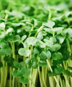 Organic Broccoli Microgreen Seeds - Heirloom, Non-GMO for Sprouting - 250+ Seeds - Indoor/Outdoor - Image 1