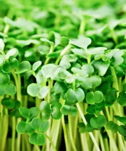 Organic Broccoli Microgreen Seeds - Heirloom, Non-GMO for Sprouting - Very Easy Cultivation - Image 1